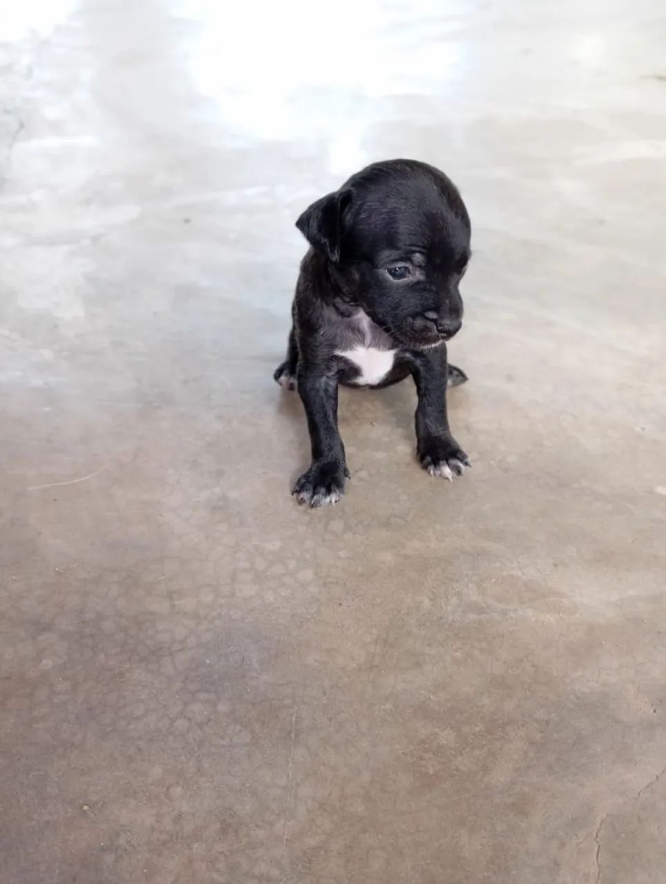 Vende se cachorro Pincher  - Foto 3