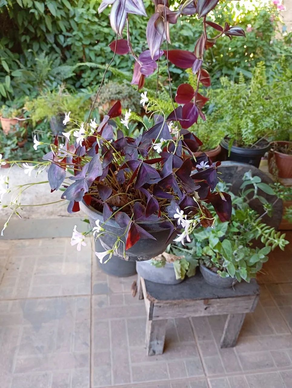 Sementes e plantas  - Foto 2