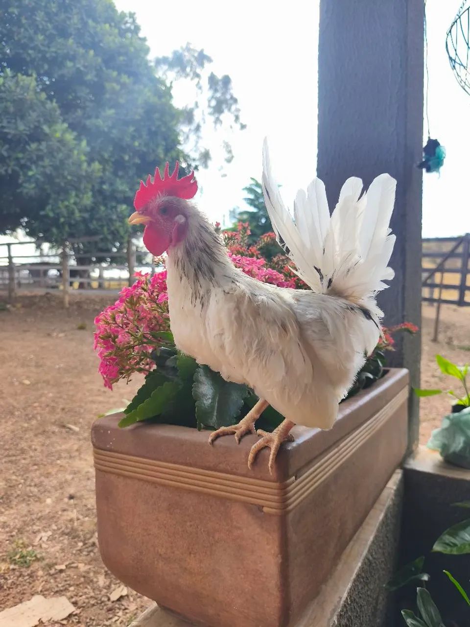 Mini Galo - Foto 2