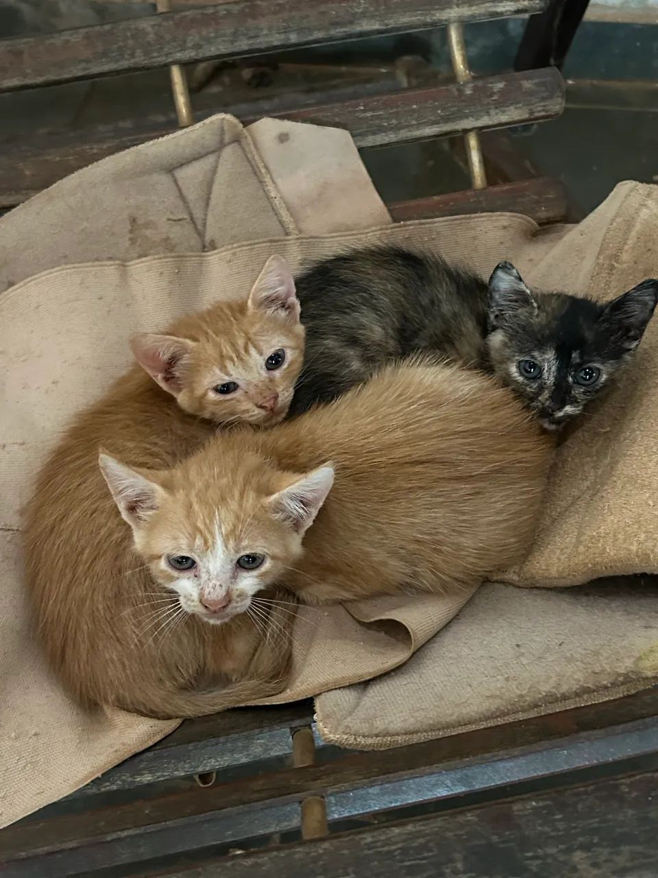 Doações filhotes de gatos