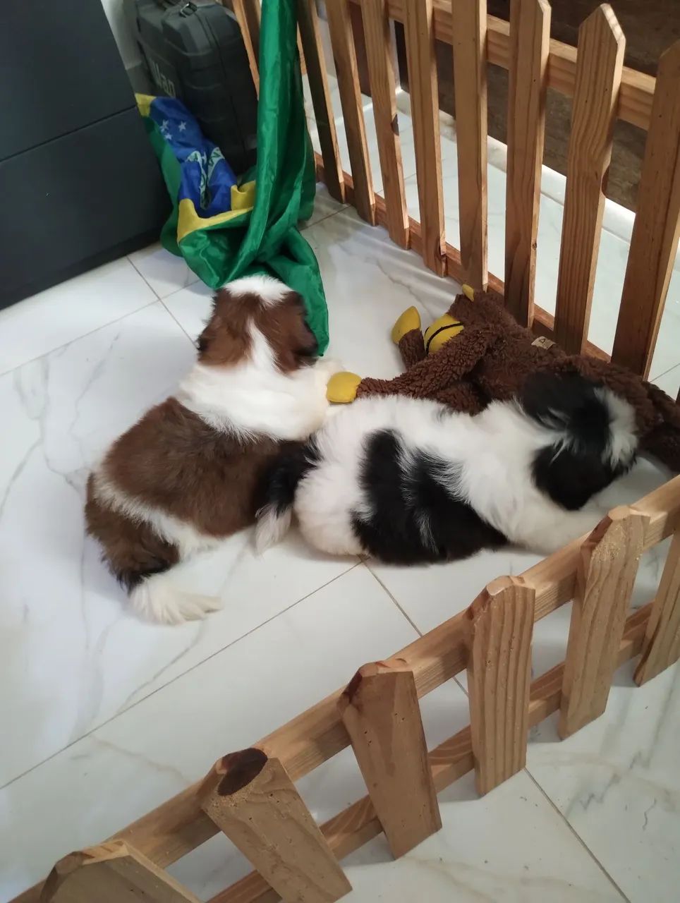 Shitzu Mini (Troco em iPhone acima do 14 com volta minha ) - Foto 4