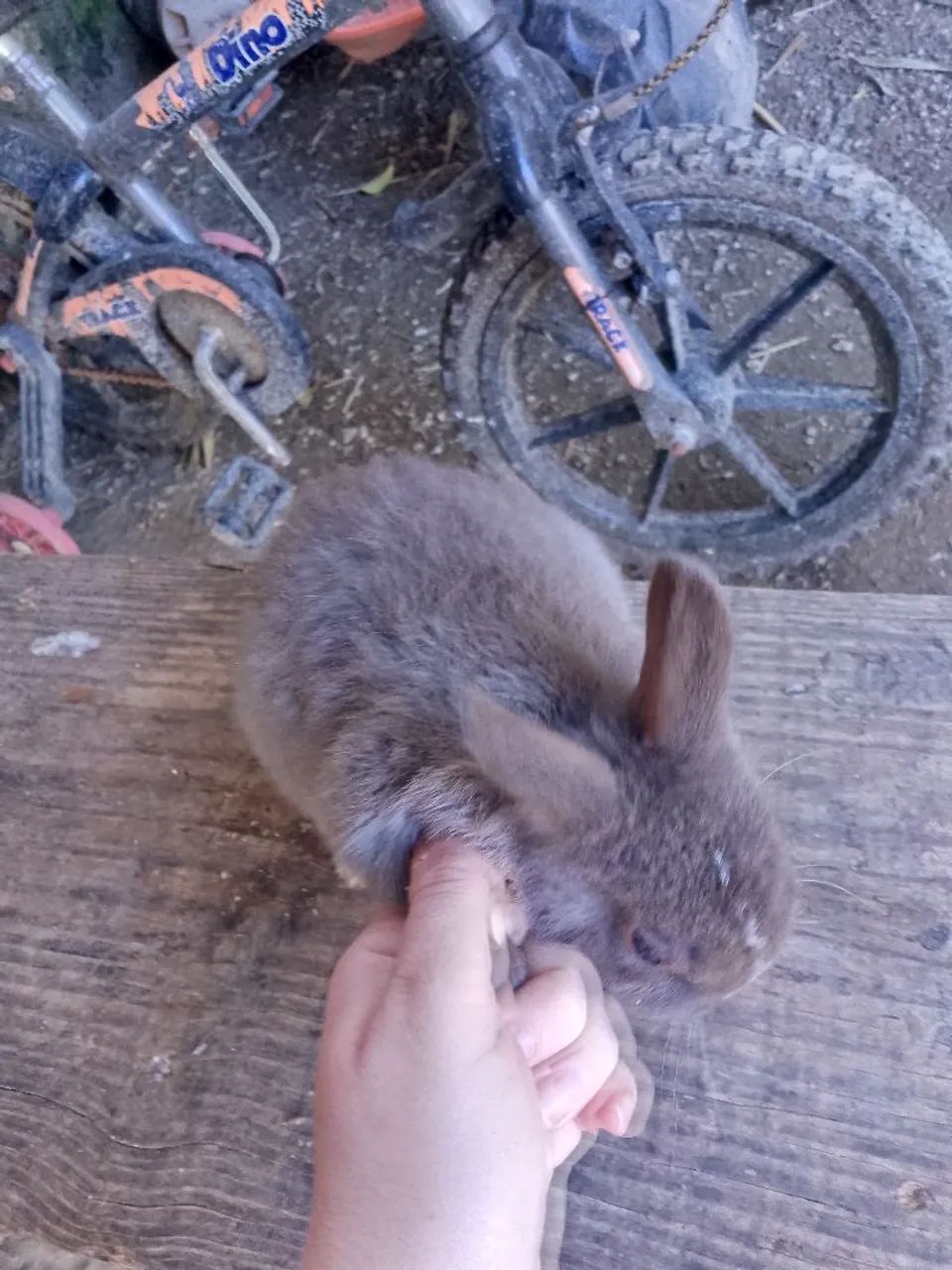 Coelhos  - Foto 4