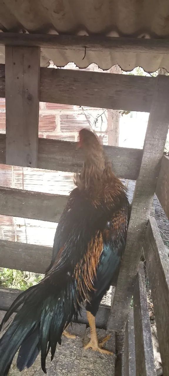 Frango Preto 