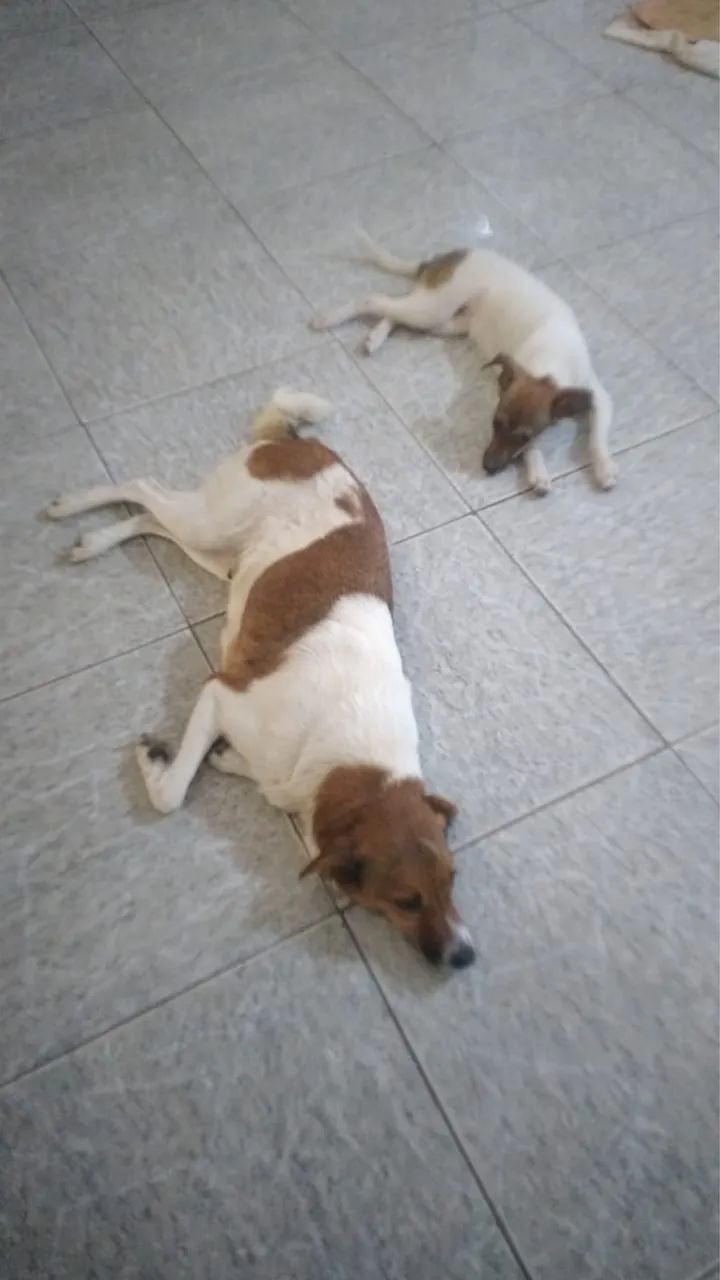 Cachorros