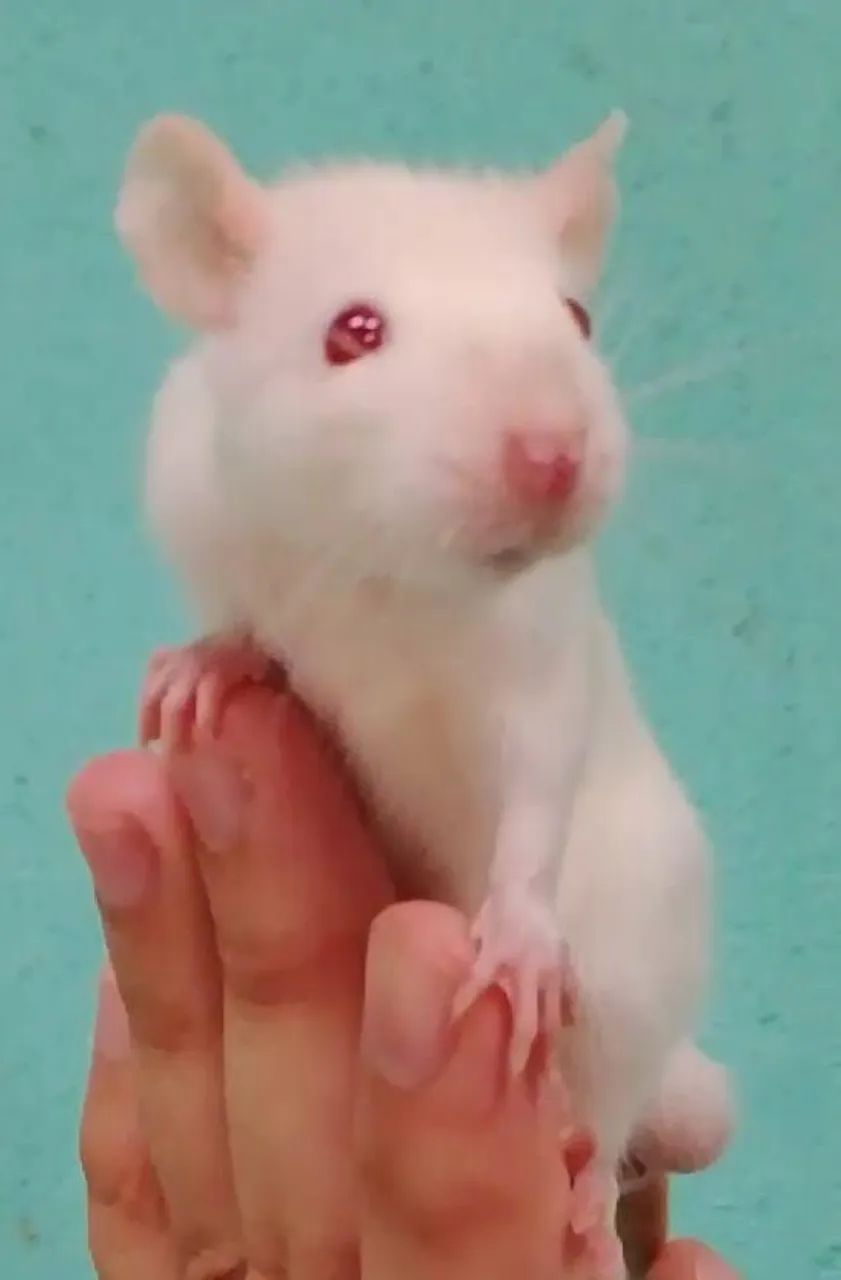 Vende-se dupla de filhotes machos de rato twister padrão Diferenciado - Foto 3