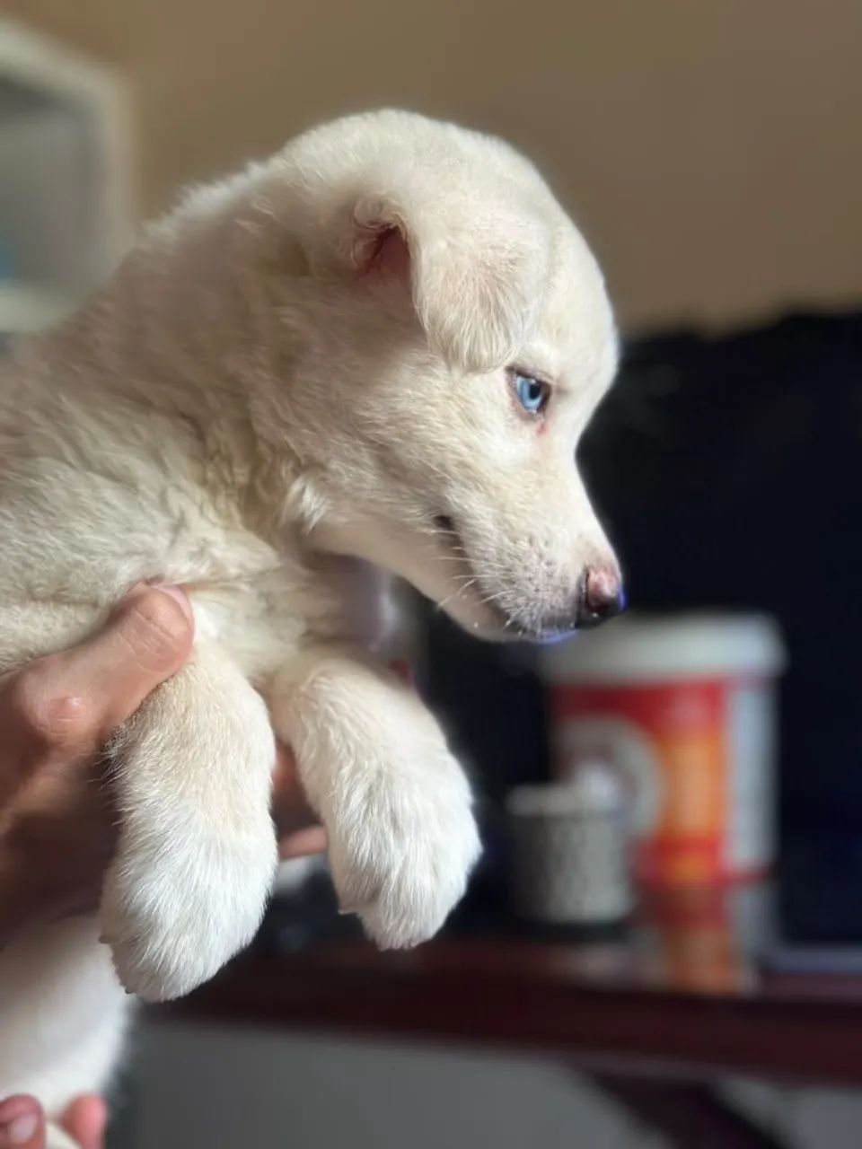 Husky siberiano  - Foto 2