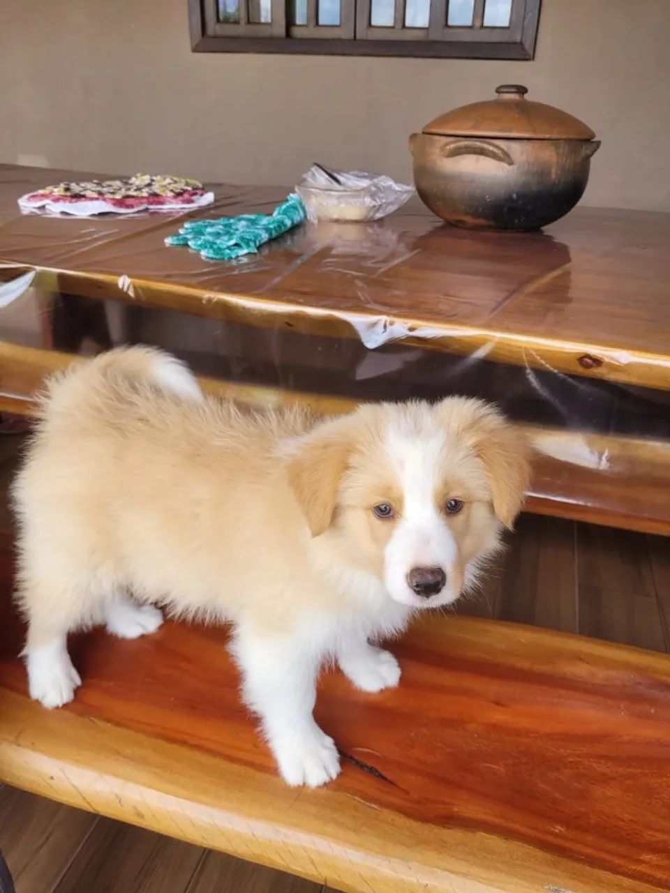 BORDER COLLIE