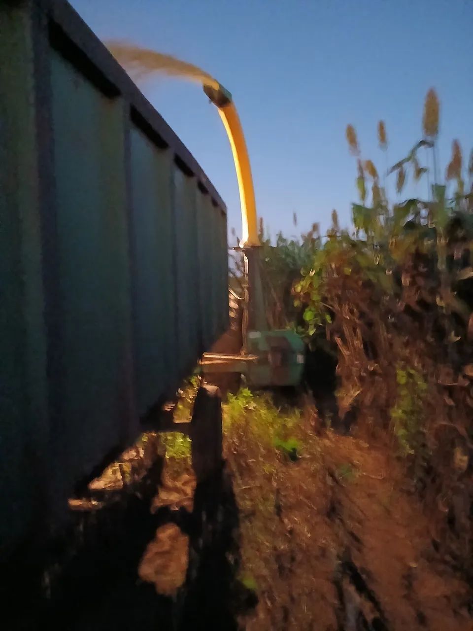 Foragem de sorgo e de milho.  - Foto 3