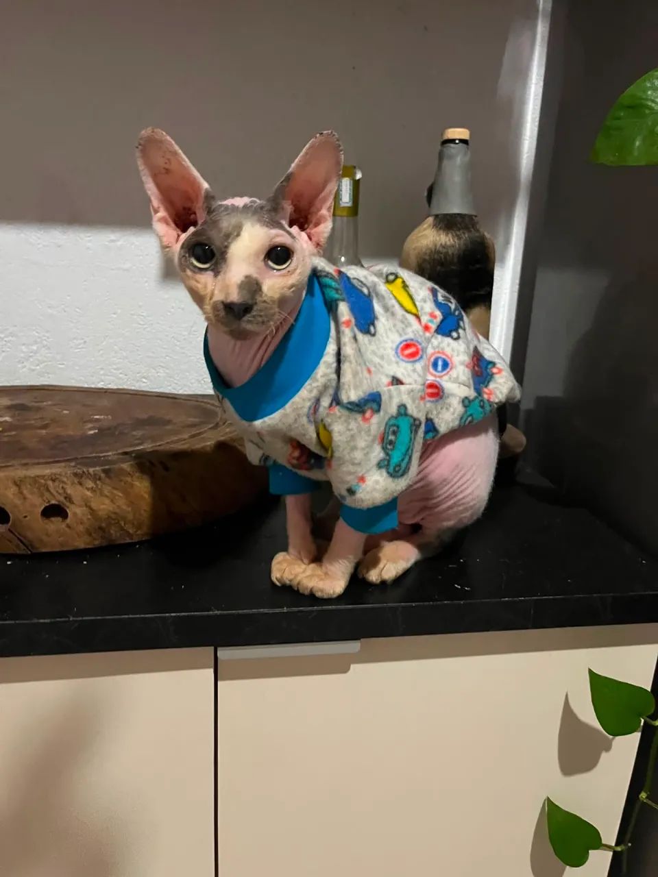 Gato Sphynx - Foto 2