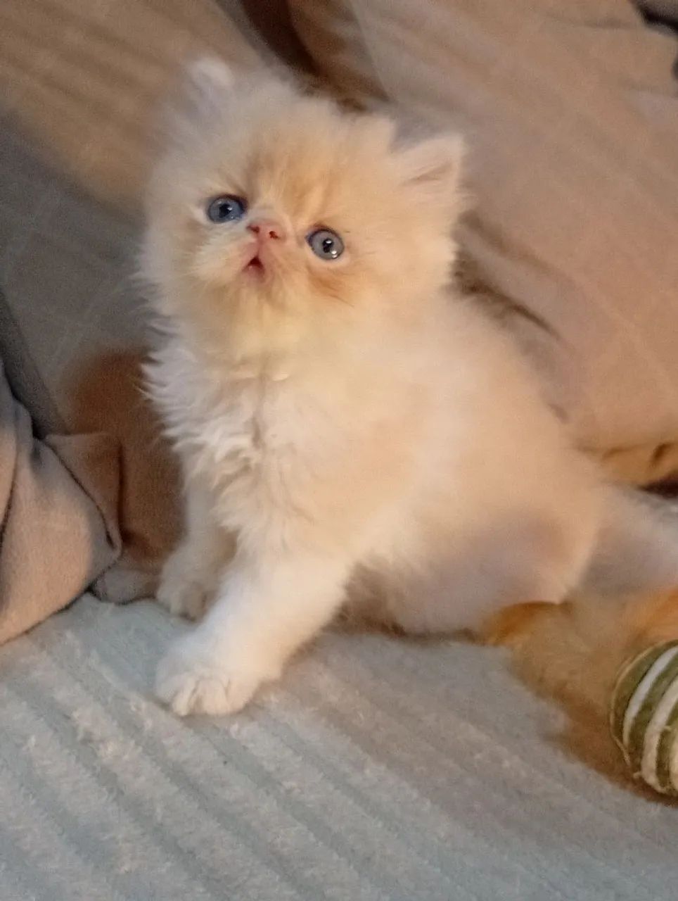 Filhotes de gato persa macho  - Foto 2