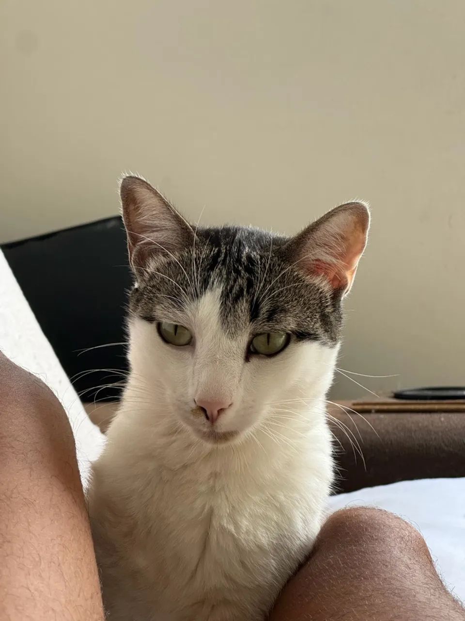 2 Gatos (Macho e Fêmea) - Foto 2