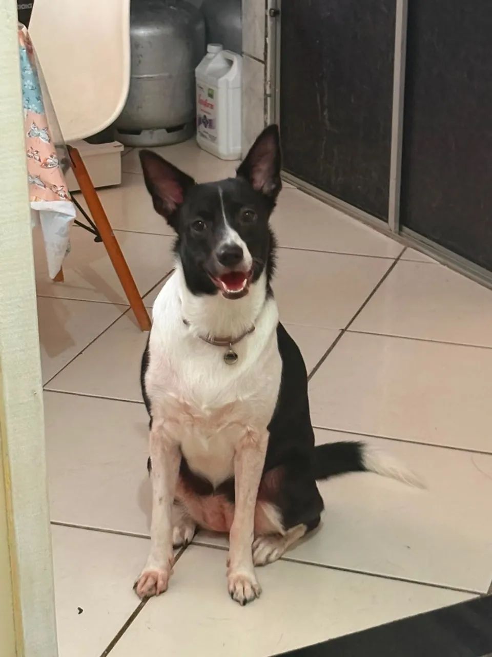 Adoção responsável  - Foto 4