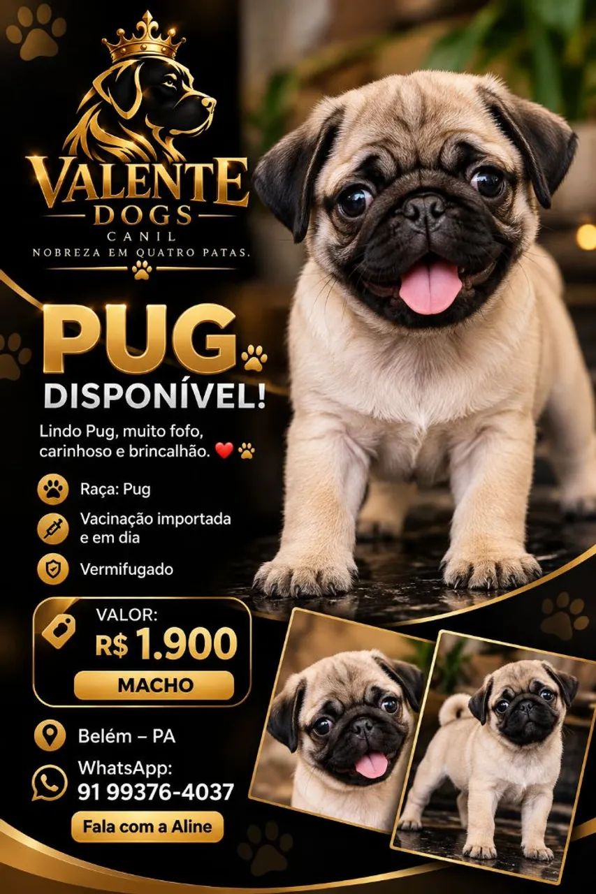 Filhotes pug