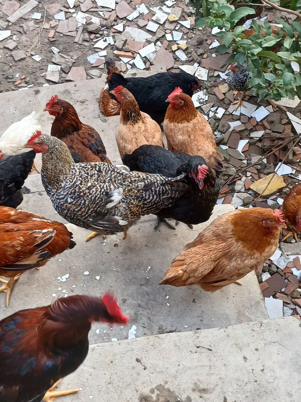 Galinhas e galos ? caipiras. - Foto 5