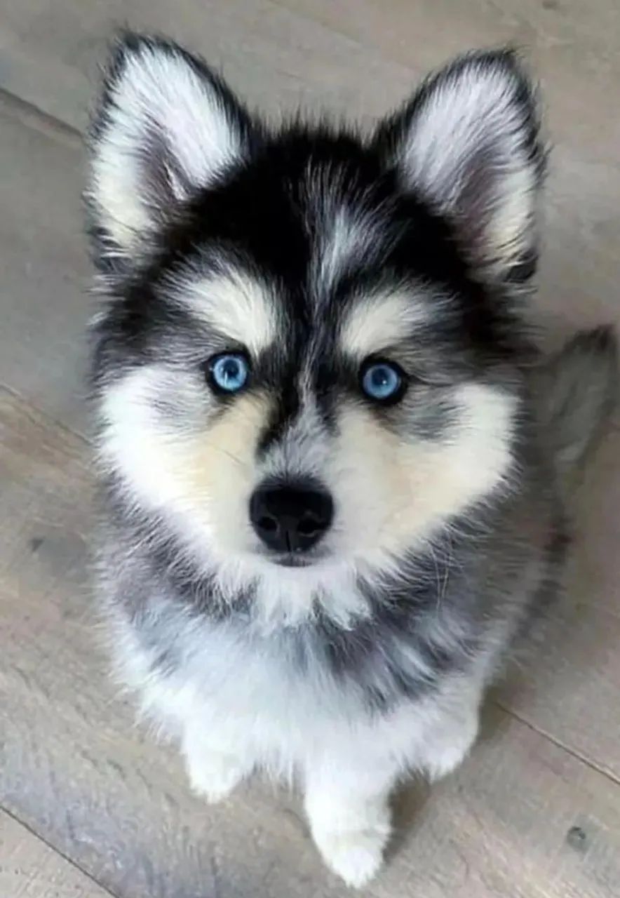 Husky siberiano energia e beleza 