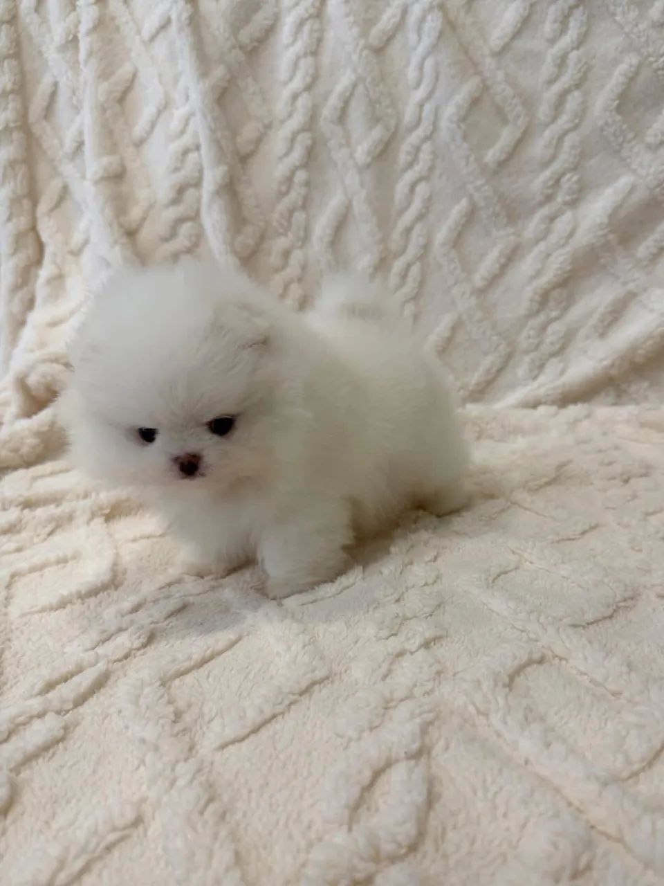 Vendo lindos filhotes de Lulu da Pomerania  - Foto 2