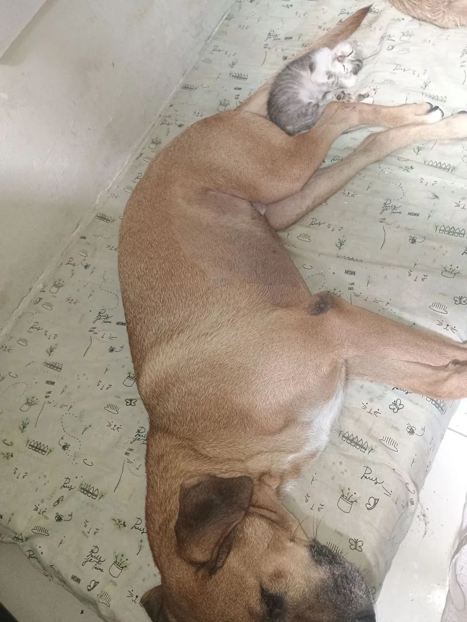 Gatinhos para doacao - Foto 2