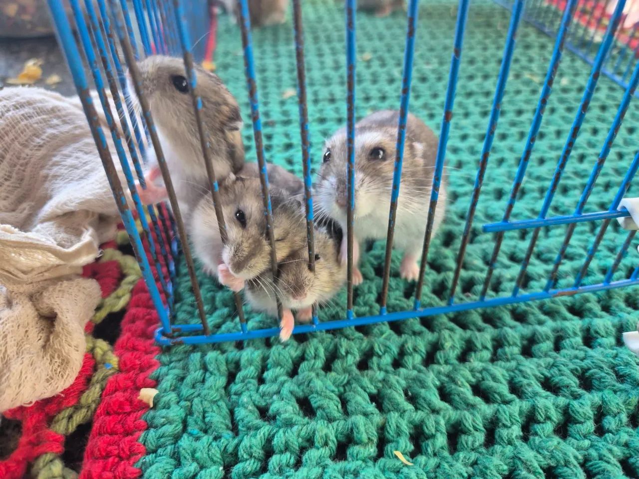 Hamster  - Foto 4