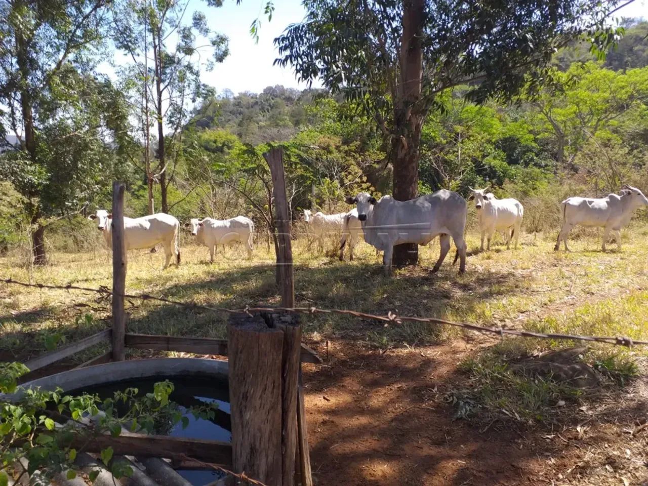 Rural Sítio em Descalvado - Foto 3