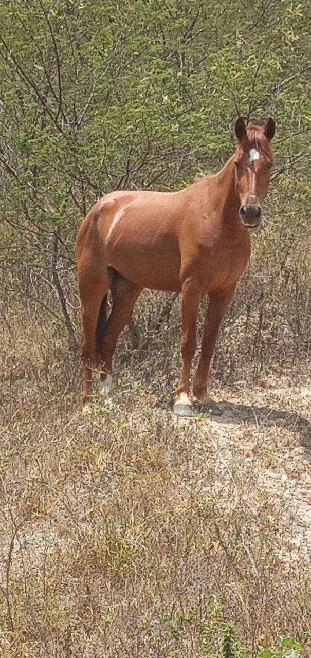 Vendo potra mansa de sela com arreios - Foto 2