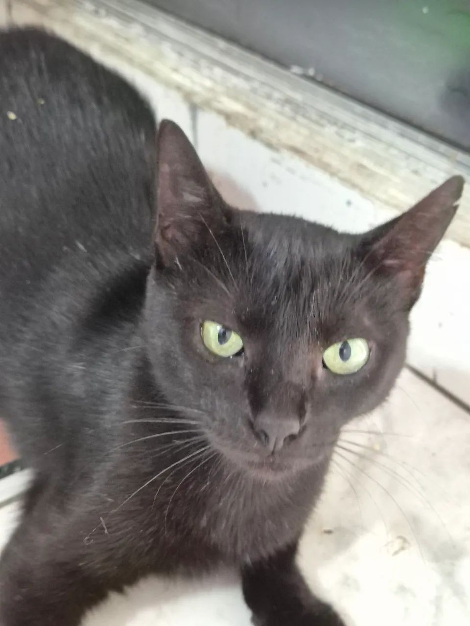 Doação gatinha preta castrada