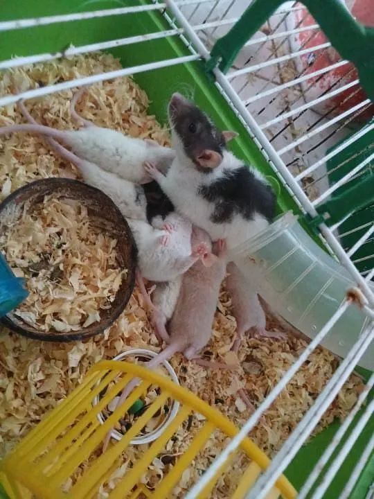 Ratos Twister - Super dóceis e prontos para um novo lar - Foto 4