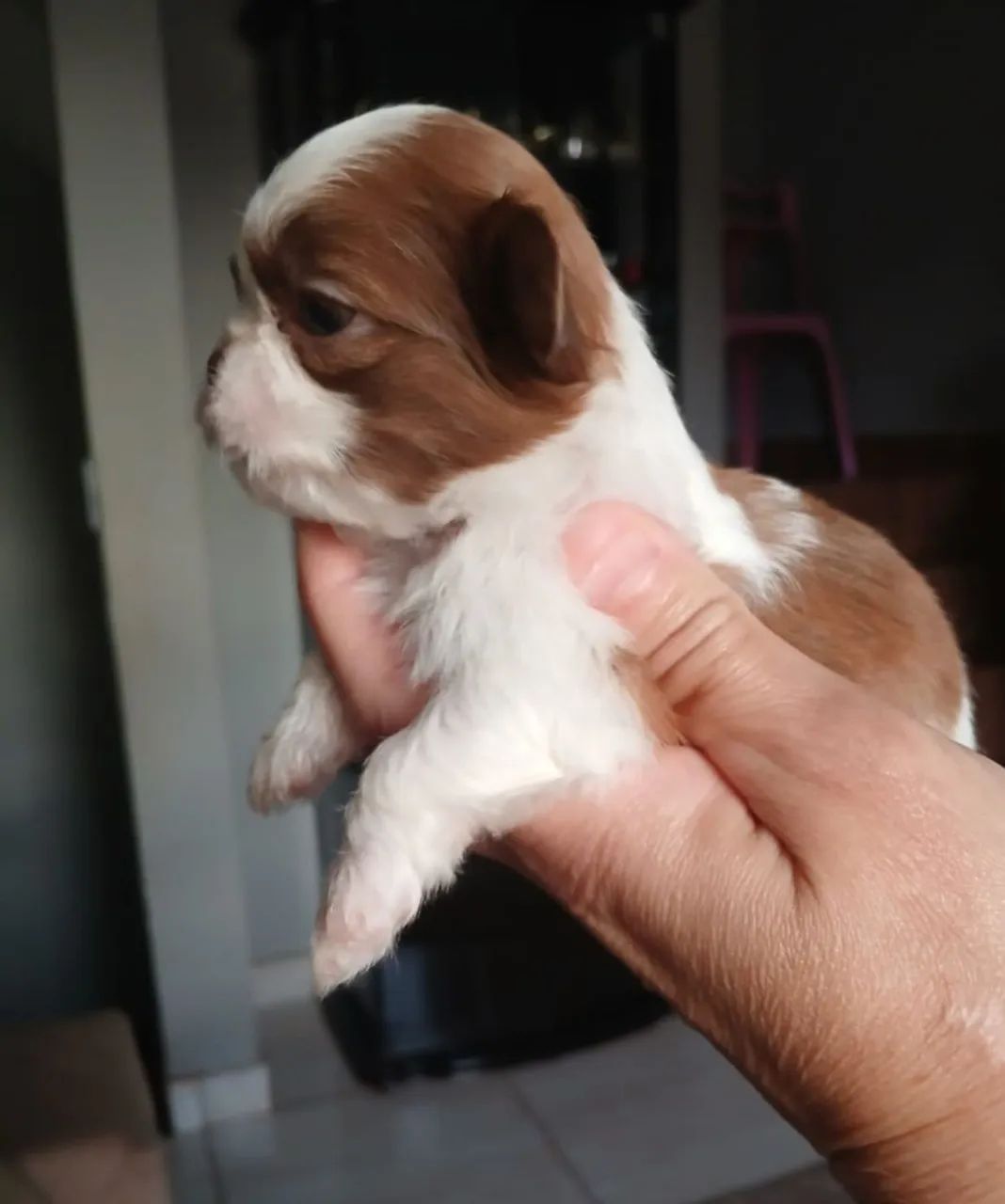 Shihtzu 