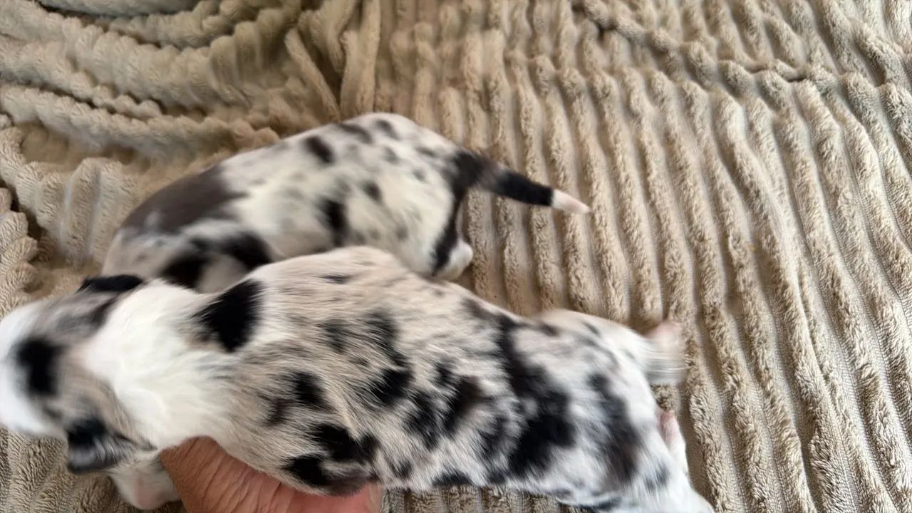 Filhotes de Border Collie  - Foto 4