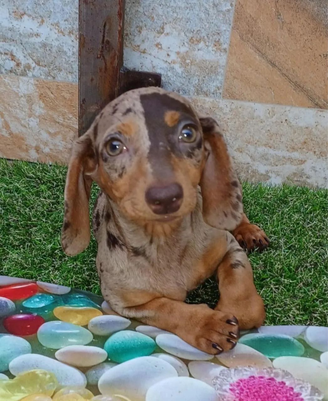 Dachshund/ teckel  - Foto 4