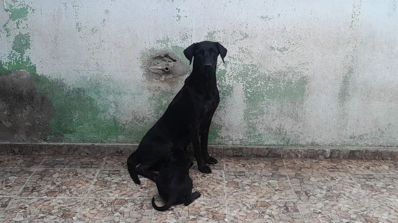 Doação de cachorro - Foto 4