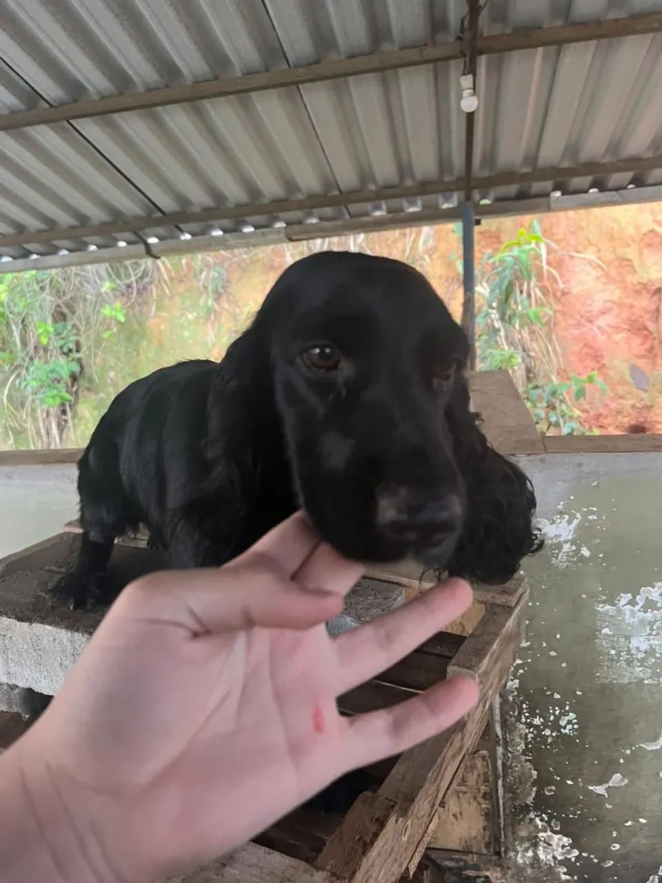 Pet - Foto 4