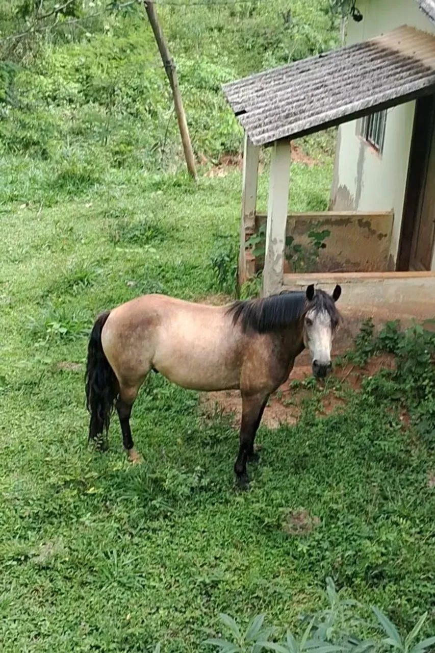 Cavalo castrado - Foto 2