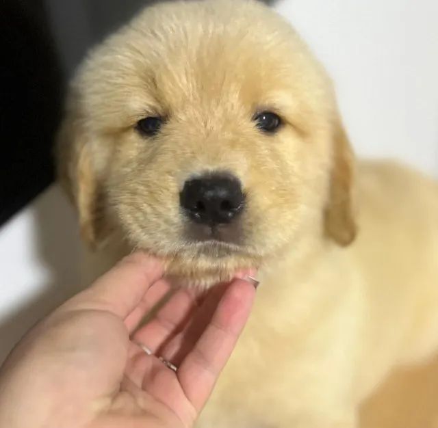 golden retriever dourado