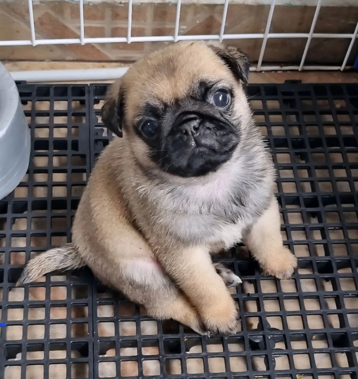 Filhotes de Pug 