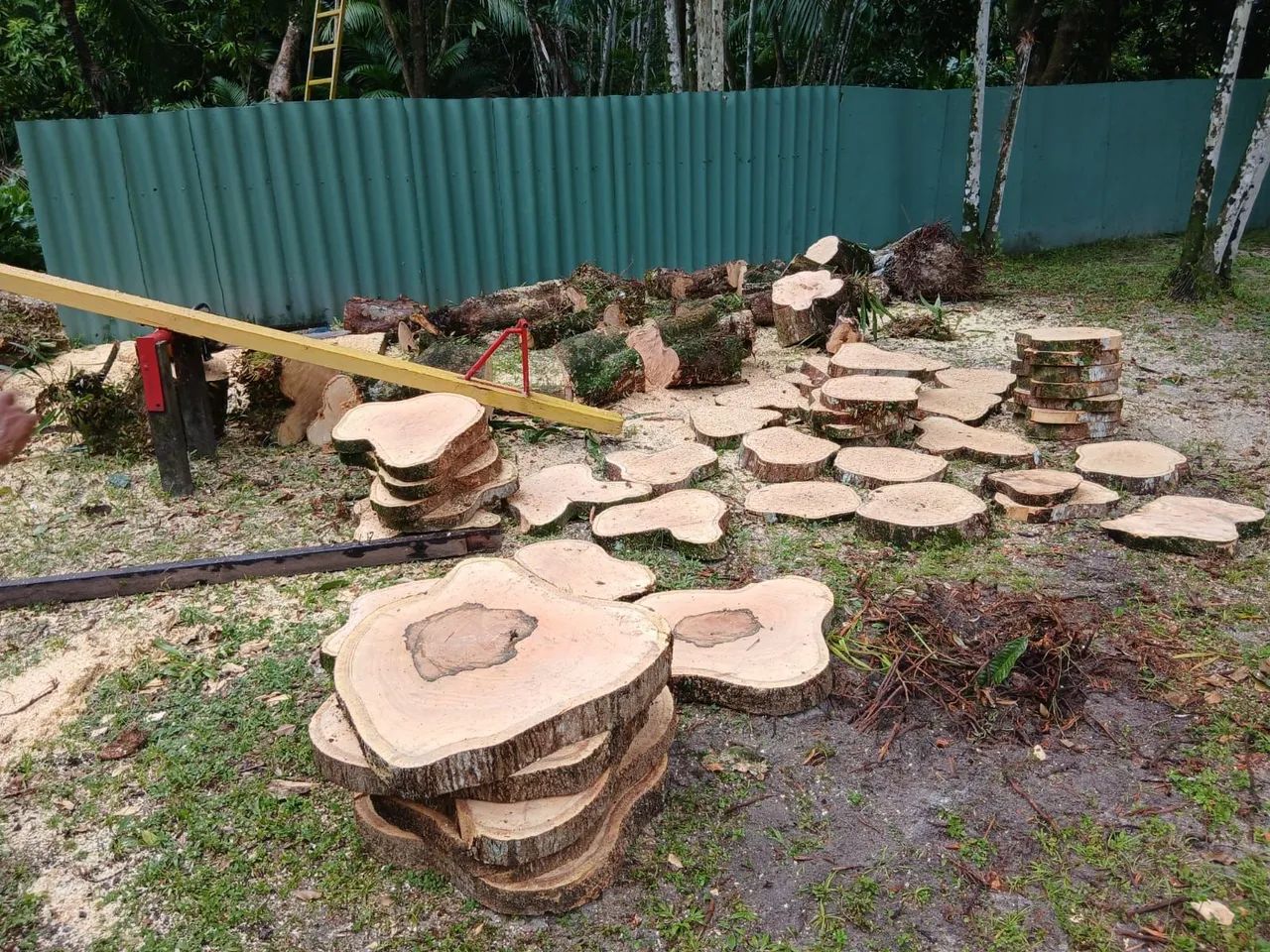 CORTE, PODA, RETIRADA DE ÁRVORES  - Foto 6