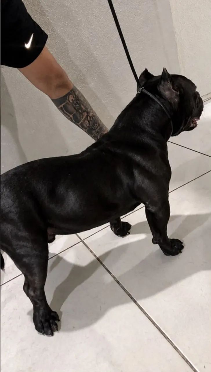  Cobertura American Bully micro  - Foto 4
