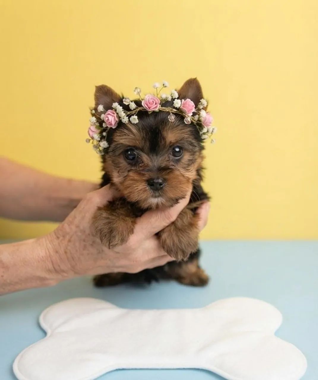Yorkshire Mini Encantadora