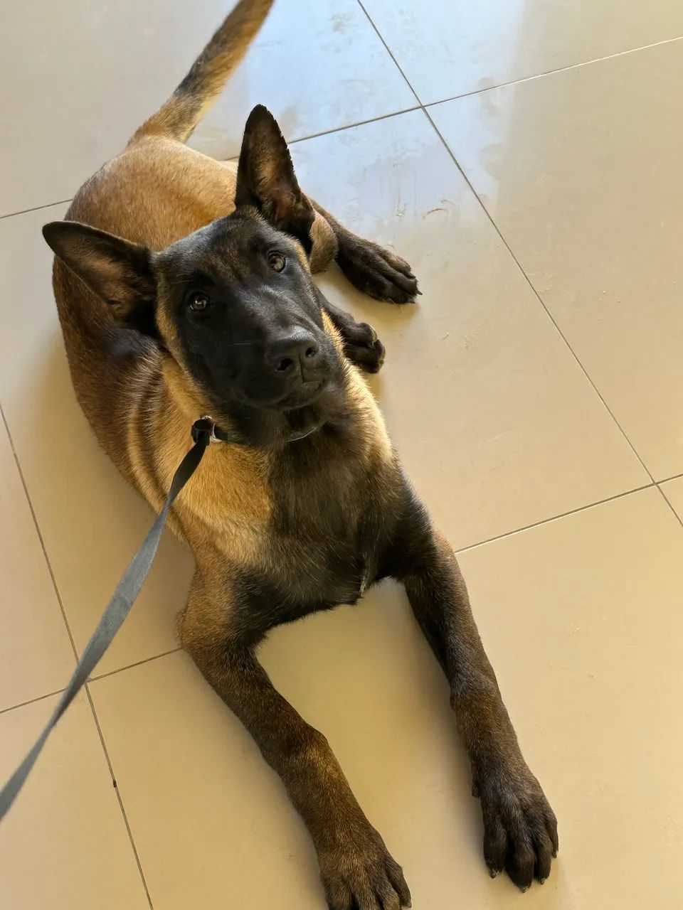 Pastor belga Malinois  - Foto 2