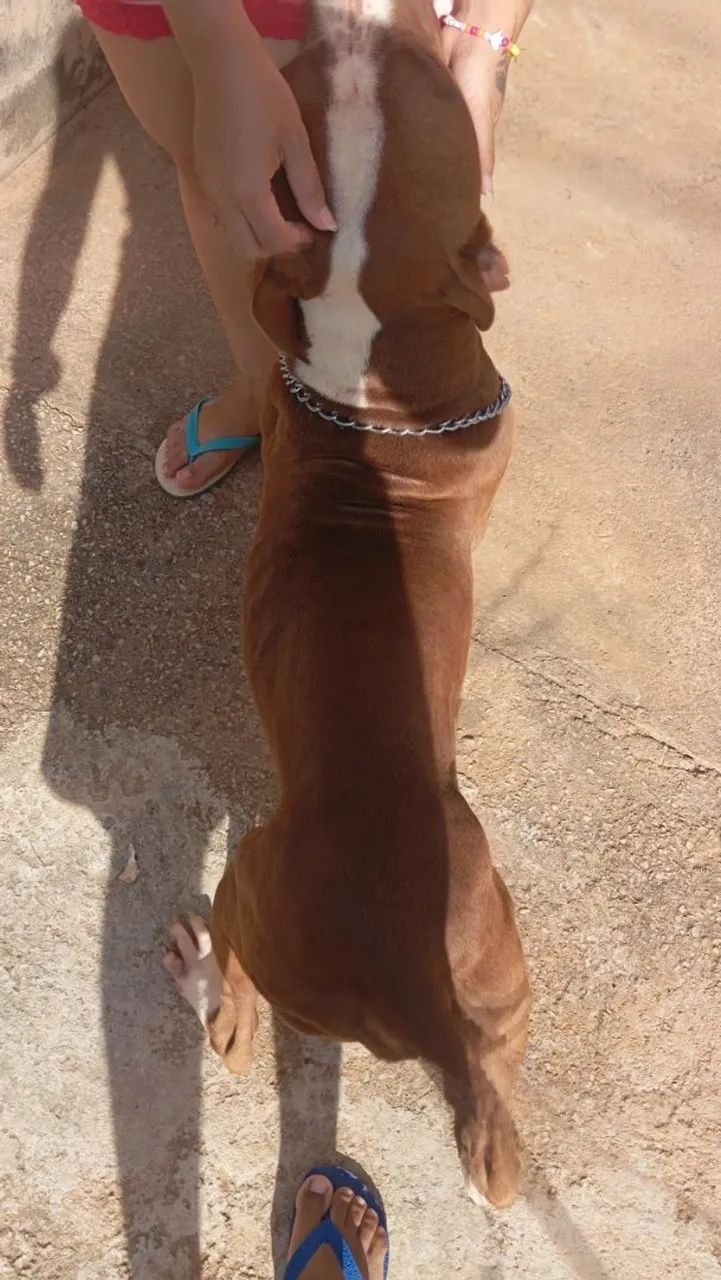 Pit bull macho  - Foto 4