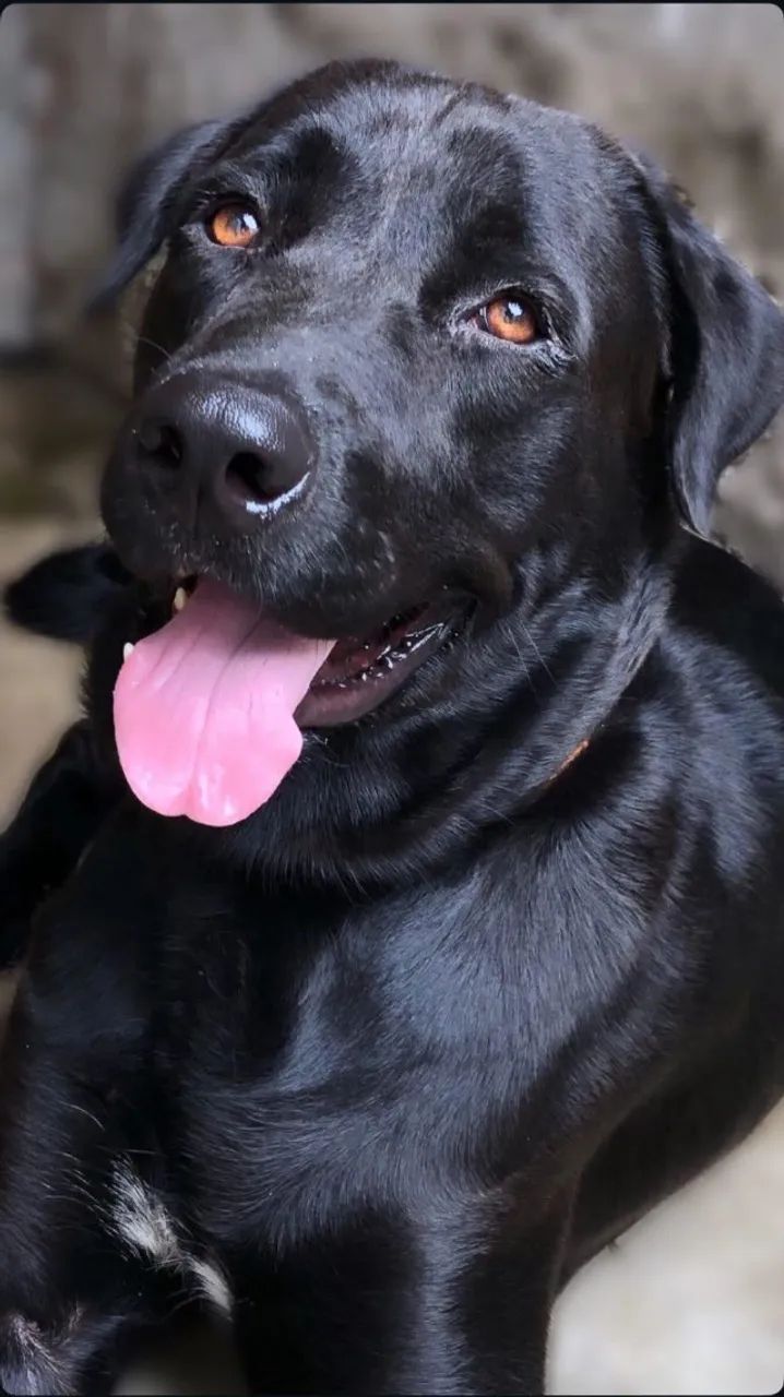 Doação de cachorro 