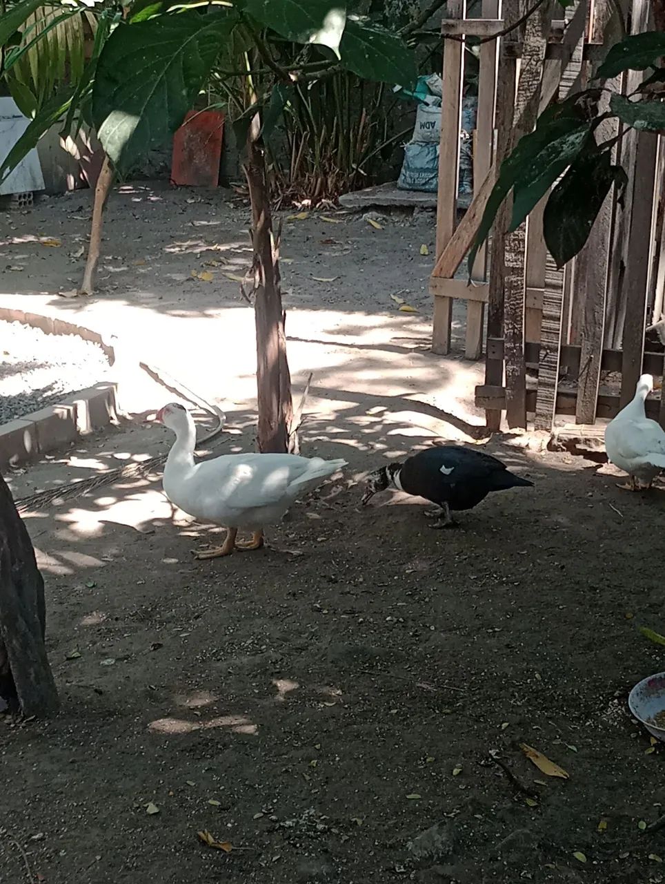 Patos novos - Foto 4
