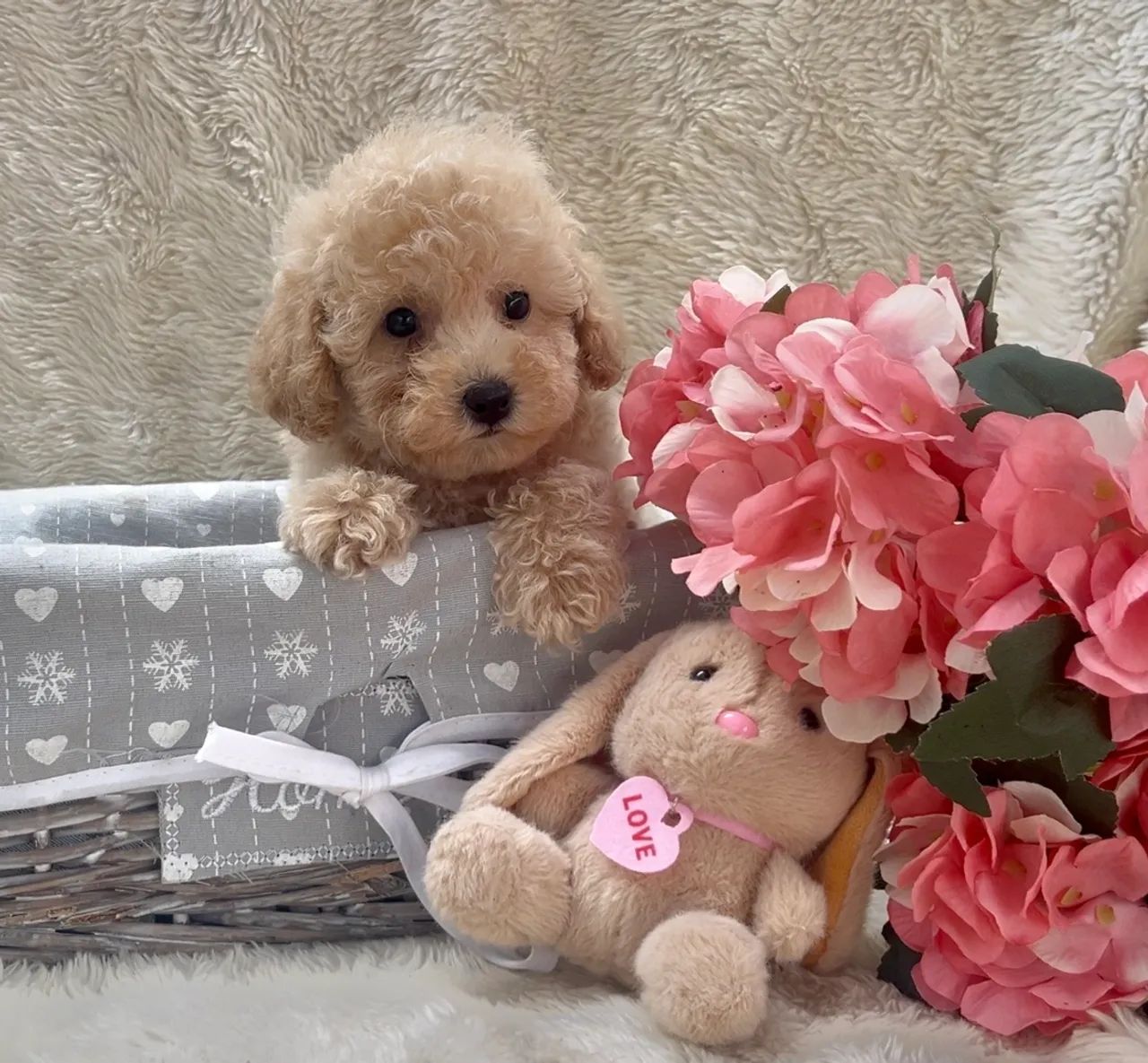 Poodle champanhe  - Foto 6