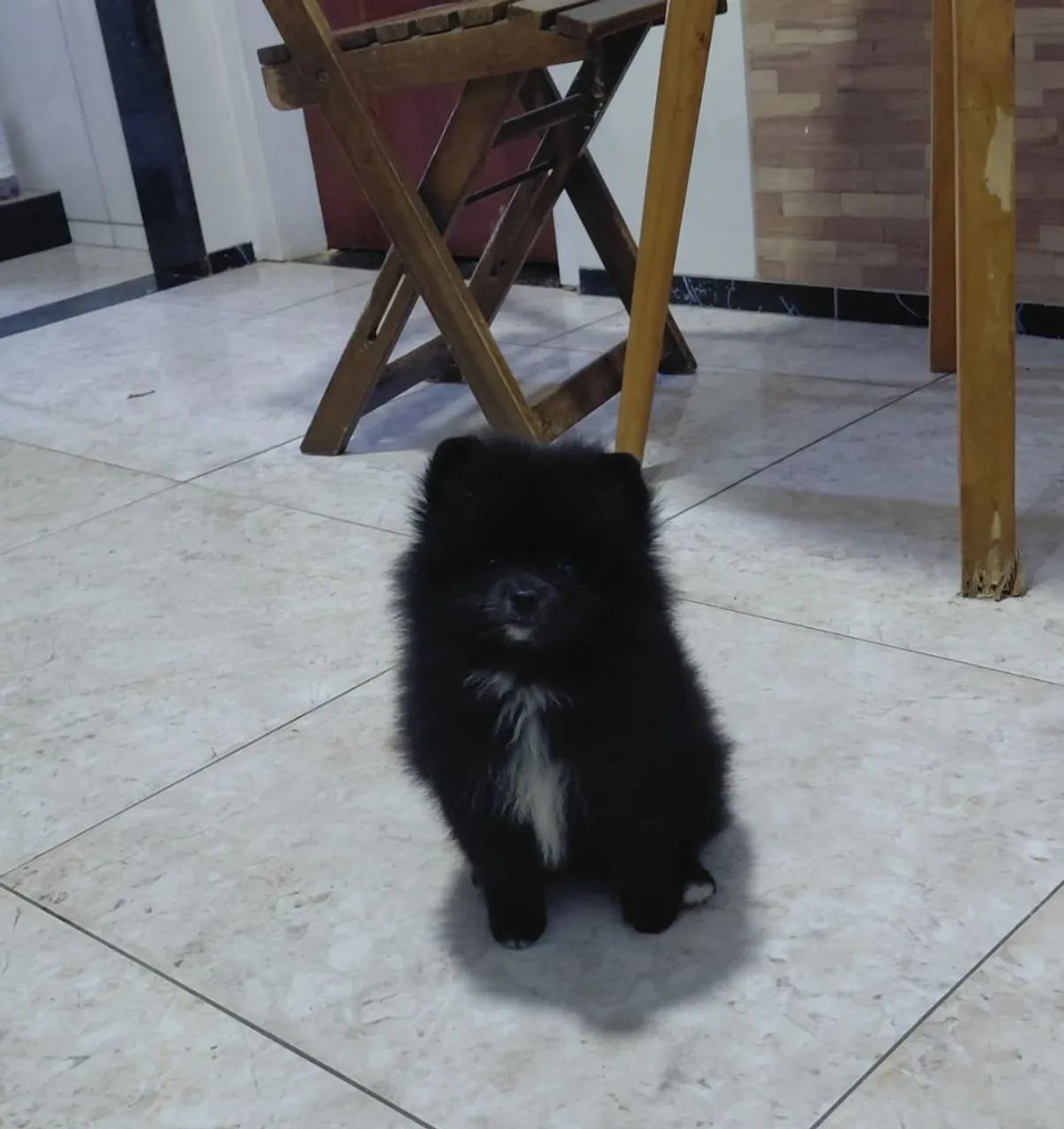 Cachorro  - Foto 2