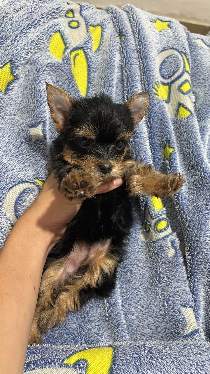 Yorkshire Terrier - Foto 2