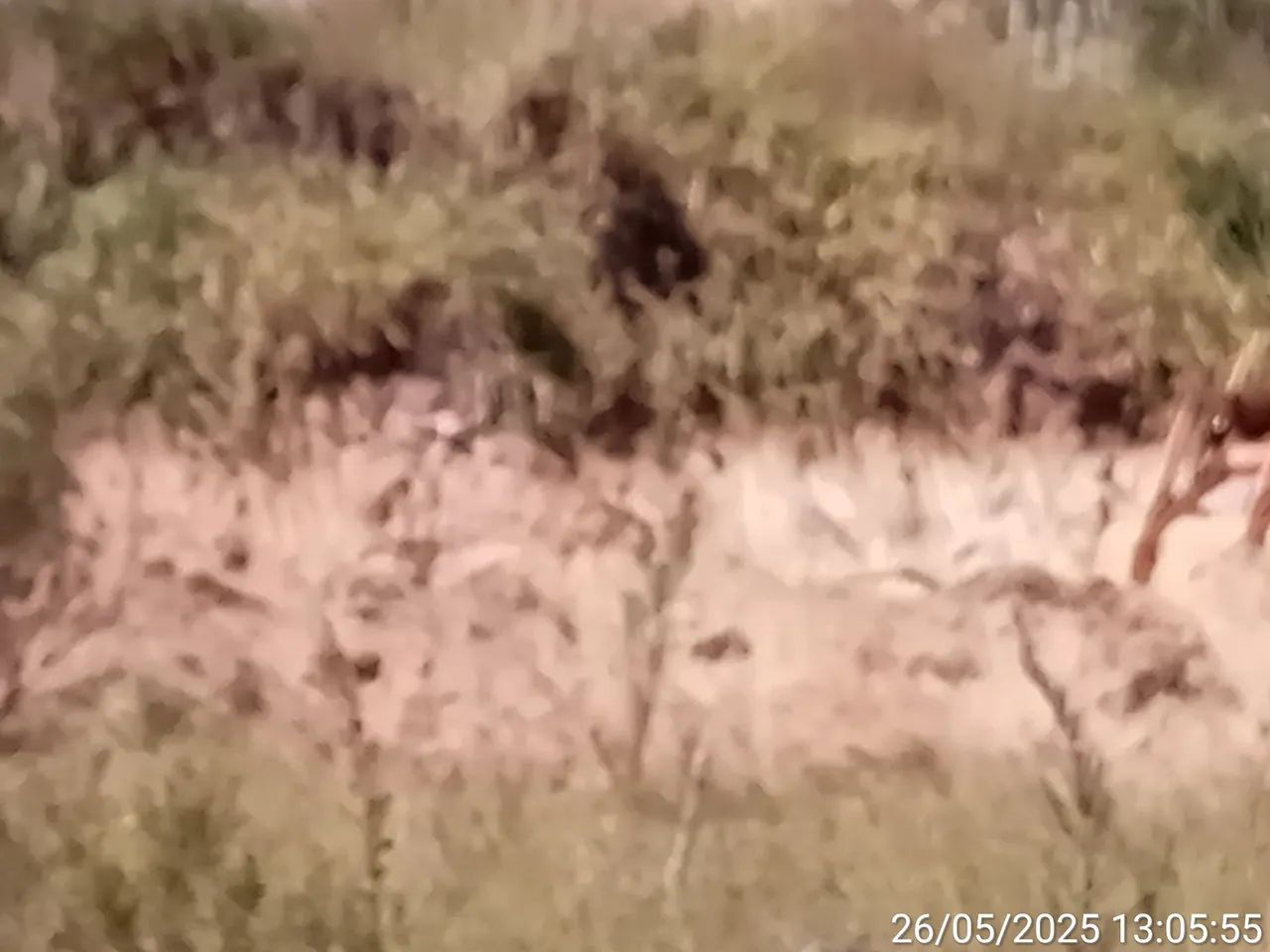 vendo chácara morro do cedro - Foto 2