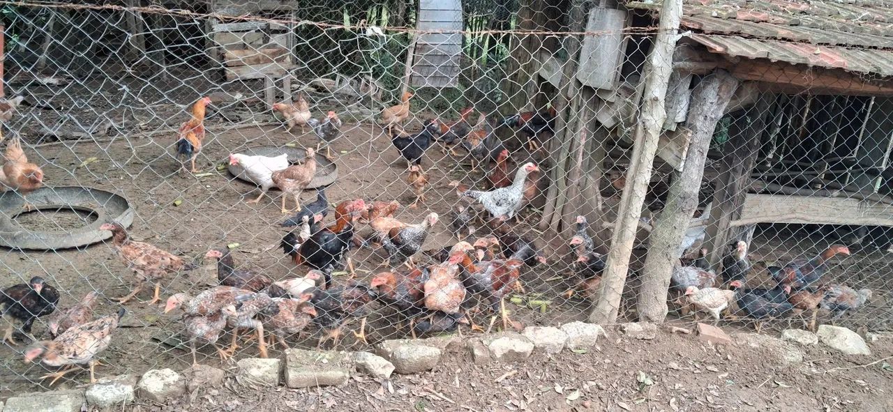 Frangos e galinhas caipira