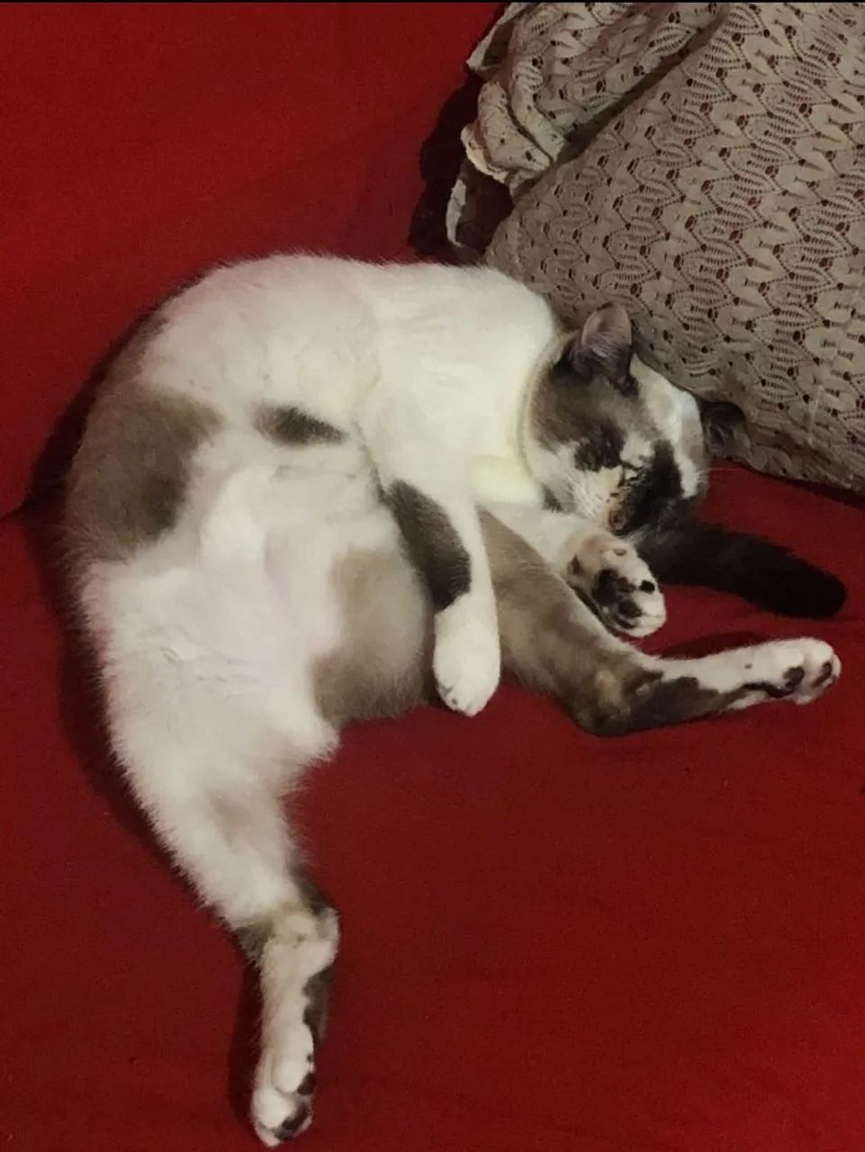 Doação gatinha - Foto 2