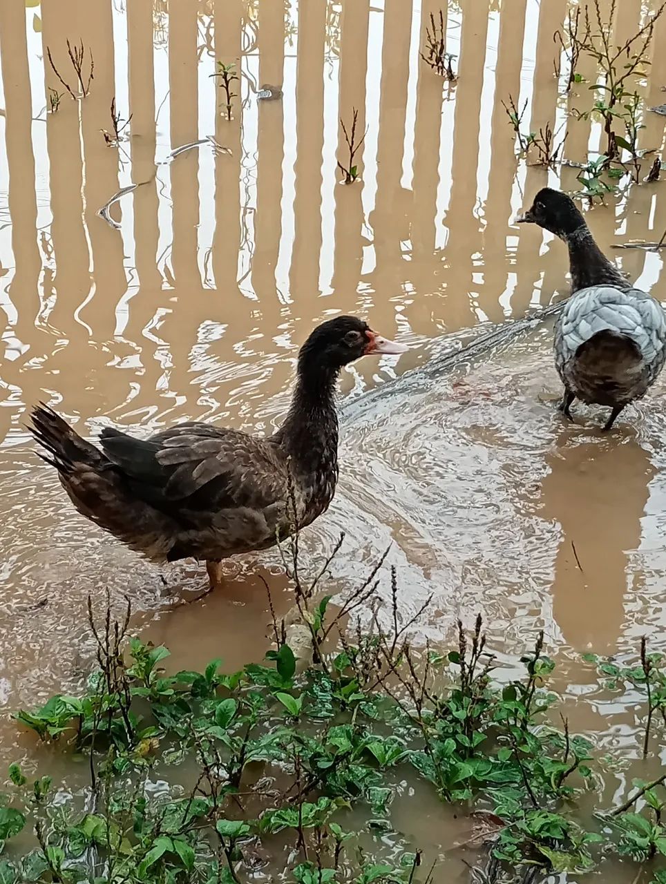 Patos  - Foto 2