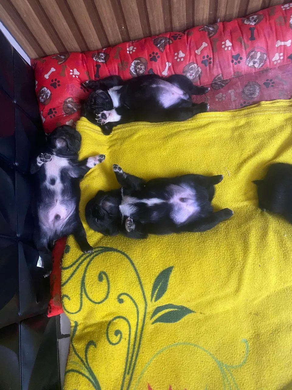 Filhotes PUG MINI - Foto 2