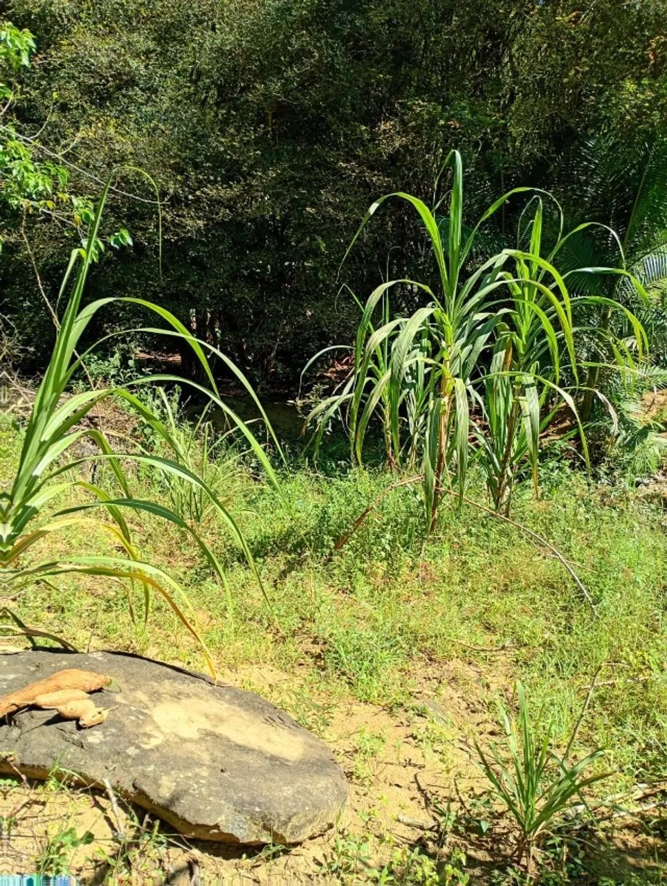 Terreno em Santa Maria jetiba  - Foto 3